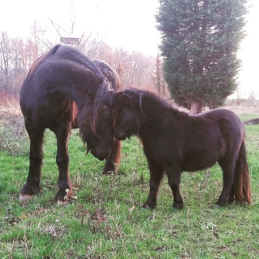 Grote kunsten